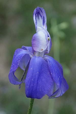 Delphinium ajacis \ Garten-Rittersporn / Larkspur, GR Peloponnes, Mt. Kyllini, Steno 19.5.2024