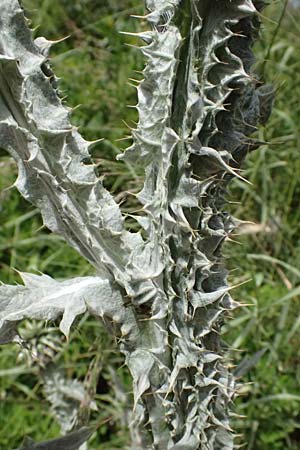 Onopordum bracteatum subsp. myriacanthum \ Vielstachelige Verzweigte Esels-Distel / Myriacanth Branched Cotton Thistle, GR Peloponnes, Diakopto 20.5.2024