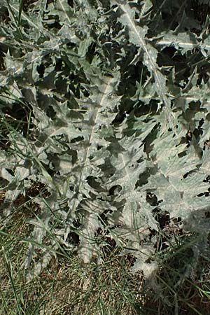 Onopordum bracteatum subsp. myriacanthum \ Vielstachelige Verzweigte Esels-Distel / Myriacanth Branched Cotton Thistle, GR Peloponnes, Diakopto 20.5.2024
