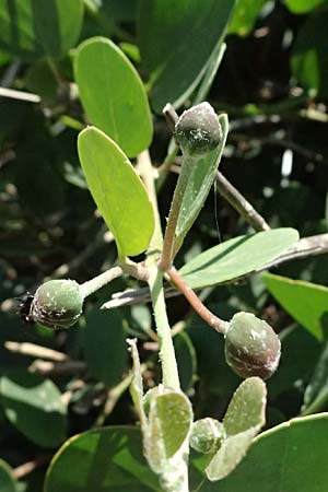 Capparis spinosa subsp. rupestris \ &Ouml;stlicher Kapernstrauch / Spineless Caper, GR Peloponnes, Stoupa 24.5.2024