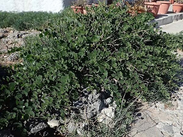 Capparis spinosa subsp. rupestris \ &Ouml;stlicher Kapernstrauch / Spineless Caper, GR Peloponnes, Stoupa 24.5.2024