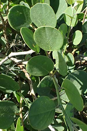 Capparis spinosa subsp. rupestris \ &Ouml;stlicher Kapernstrauch / Spineless Caper, GR Peloponnes, Stoupa 24.5.2024