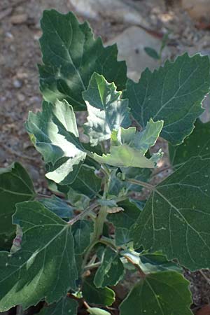Chenopodium album \ Weier Gnsefu, Wilde Melde / Fat Hen, GR Peloponnes, Stoupa 24.5.2024