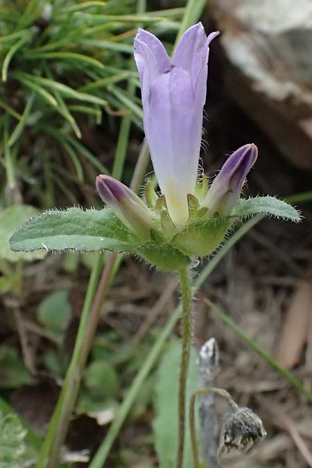 Campanula stenosiphon \ Schmalr&ouml;hrige Glockenblume / Narrow-Tube Bellflower, GR Peloponnes, Taygetos 27.5.2024