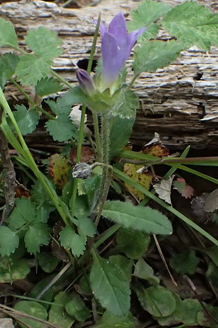 Campanula stenosiphon \ Schmalr&ouml;hrige Glockenblume / Narrow-Tube Bellflower, GR Peloponnes, Taygetos 27.5.2024