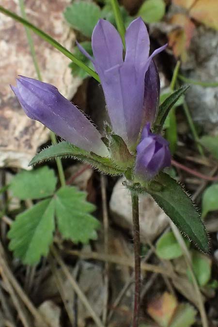 Campanula stenosiphon \ Schmalr&ouml;hrige Glockenblume / Narrow-Tube Bellflower, GR Peloponnes, Taygetos 27.5.2024