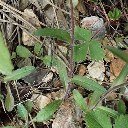 Campanula stenosiphon \ Schmalr&ouml;hrige Glockenblume / Narrow-Tube Bellflower, GR Peloponnes, Taygetos 27.5.2024