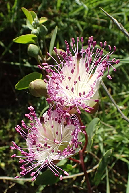 Capparis spinosa var. canescens \ Sizilianischer Kapernstrauch / Sicilian Caper, GR Peloponnes, Stoupa 31.5.2024