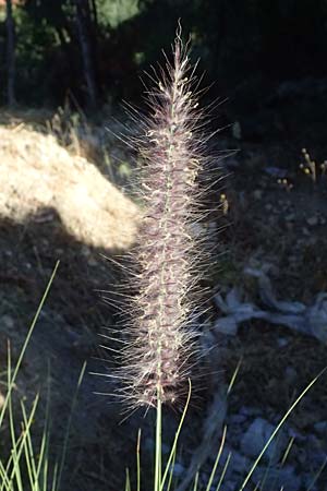 Cenchrus alopecuroides \ Japanisches Lampenputzer-Gras / Chinese Fountain Grass, GR Peloponnes, Stoupa 1.6.2024