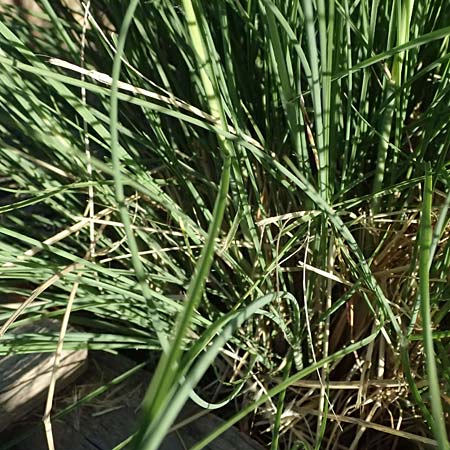 Cenchrus alopecuroides \ Japanisches Lampenputzer-Gras / Chinese Fountain Grass, GR Peloponnes, Stoupa 1.6.2024