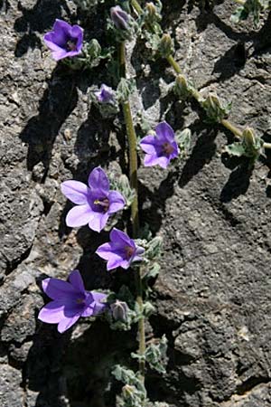 Campanula andrewsii subsp. andrewsii \ Kriechende Glockenblume / Andrews' Bellflower, GR Akrokorinth 9.4.2011 (Photo: Gisela Nikolopoulou)