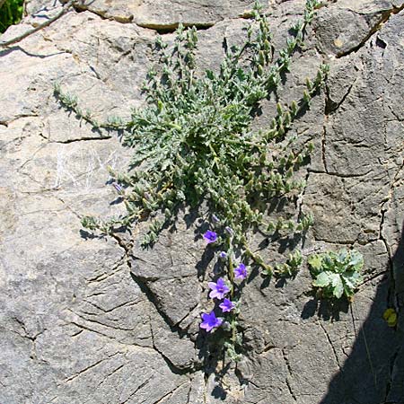 Campanula andrewsii subsp. andrewsii \ Kriechende Glockenblume / Andrews' Bellflower, GR Akrokorinth 9.4.2011 (Photo: Gisela Nikolopoulou)