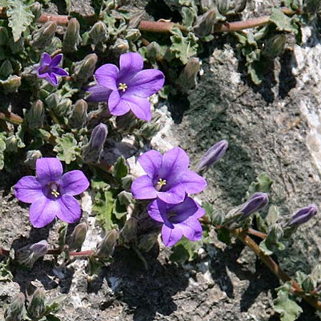 Campanula andrewsii subsp. andrewsii \ Kriechende Glockenblume / Andrews' Bellflower, GR Akrokorinth 9.4.2011 (Photo: Gisela Nikolopoulou)
