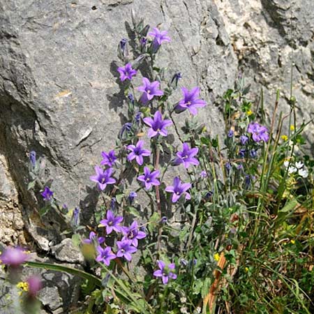 Campanula andrewsii subsp. andrewsii \ Kriechende Glockenblume / Andrews' Bellflower, GR Akrokorinth 12.4.2011 (Photo: Gisela Nikolopoulou)