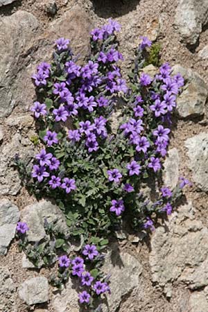Campanula andrewsii subsp. andrewsii \ Kriechende Glockenblume / Andrews' Bellflower, GR Akrokorinth 23.4.2012 (Photo: Gisela Nikolopoulou)