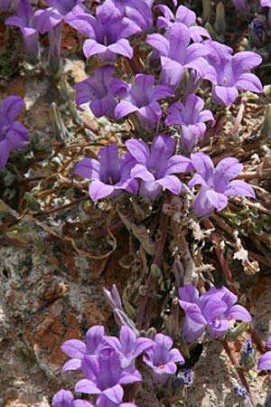 Campanula andrewsii subsp. andrewsii \ Kriechende Glockenblume / Andrews' Bellflower, GR Akrokorinth 23.4.2012 (Photo: Gisela Nikolopoulou)