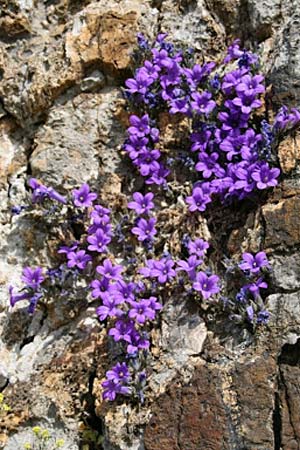Campanula andrewsii subsp. andrewsii \ Kriechende Glockenblume / Andrews' Bellflower, GR Akrokorinth 23.4.2012 (Photo: Gisela Nikolopoulou)