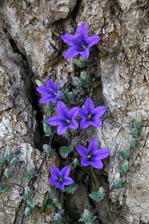 Campanula andrewsii subsp. andrewsii \ Kriechende Glockenblume / Andrews' Bellflower, GR Akrokorinth 11.4.2013 (Photo: Gisela Nikolopoulou)