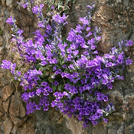 Campanula andrewsii subsp. andrewsii \ Kriechende Glockenblume / Andrews' Bellflower, GR Akrokorinth 24.4.2014 (Photo: Gisela Nikolopoulou)