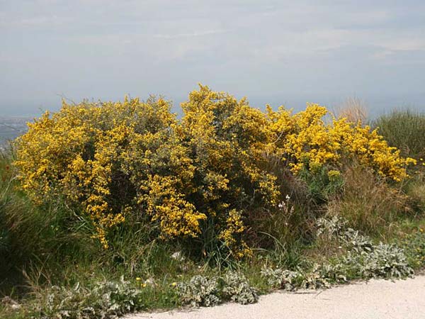 Calicotome villosa \ Behaarter Dorn-Ginster, GR Akrokorinth 27.3.2011 (Photo: Gisela Nikolopoulou)