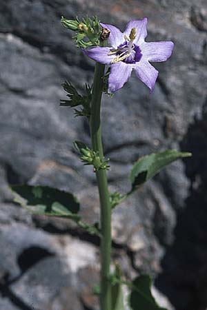 Campanula versicolor \ Verschiedenfarbige Glockenblume / Autumn Bellflower, GR Amvrakikos Kolpos ( Golf/gulf ) 6.9.2007
