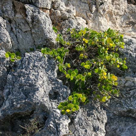 Capparis spinosa subsp. rupestris \ &Ouml;stlicher Kapernstrauch / Spineless Caper, GR Gerania - Gebirge/Mountains, Loutraki 2.10.2012 (Photo: Gisela Nikolopoulou)