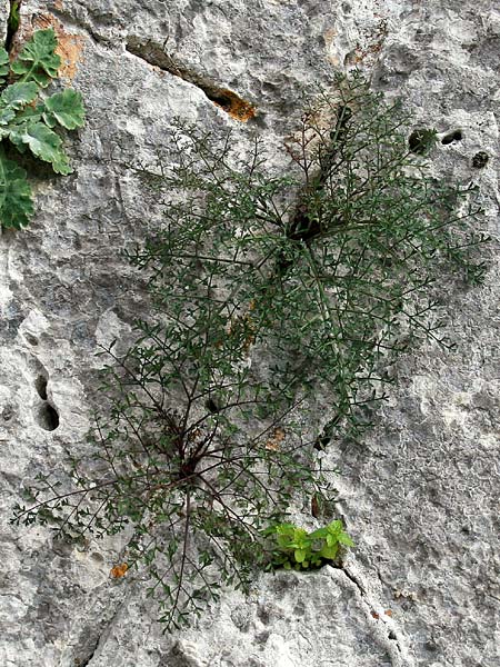 Carum multiflorum \ Griechischer K�mmel / Greek Caraway, GR Akrokorinth 17.11.2013 (Photo: Gisela Nikolopoulou)