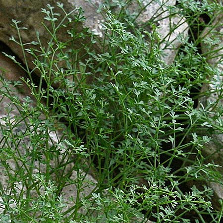 Carum multiflorum \ Griechischer K�mmel / Greek Caraway, GR Akrokorinth 17.11.2013 (Photo: Gisela Nikolopoulou)