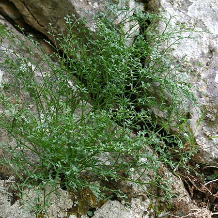 Carum multiflorum \ Griechischer K�mmel / Greek Caraway, GR Akrokorinth 17.11.2013 (Photo: Gisela Nikolopoulou)