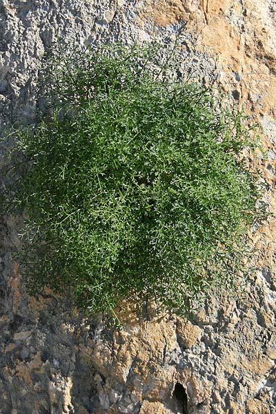 Carum multiflorum \ Griechischer K�mmel / Greek Caraway, GR Akrokorinth 5.12.2013 (Photo: Gisela Nikolopoulou)