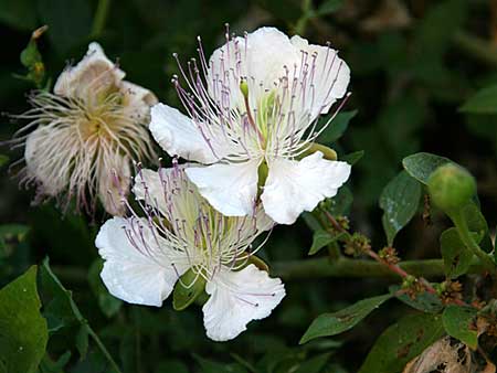 Capparis spinosa var. canescens \ Sizilianischer Kapernstrauch / Sicilian Caper, GR Korinth/Corinth 11.6.2011 (Photo: Gisela Nikolopoulou)