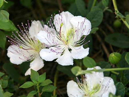 Capparis spinosa var. canescens \ Sizilianischer Kapernstrauch / Sicilian Caper, GR Korinth/Corinth 11.6.2011 (Photo: Gisela Nikolopoulou)