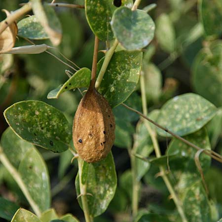 Capparis spinosa var. canescens \ Sizilianischer Kapernstrauch / Sicilian Caper, GR Korinth/Corinth 14.9.2014 (Photo: Gisela Nikolopoulou)