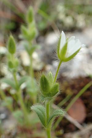 Cerastium illyricum subsp. brachiatum \ Illyrisches Hornkraut / Illyrian Mouse-Ear, GR Hymettos 20.3.2019