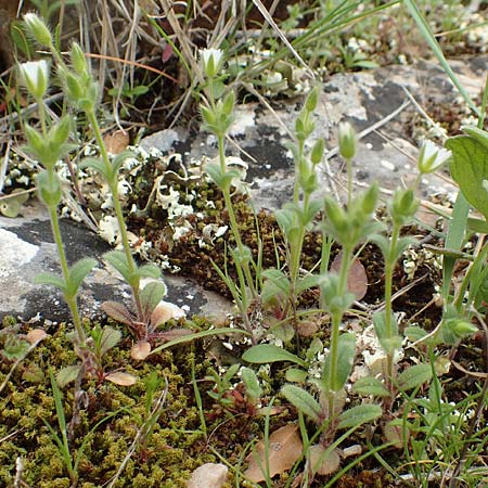 Cerastium illyricum subsp. brachiatum \ Illyrisches Hornkraut / Illyrian Mouse-Ear, GR Hymettos 20.3.2019