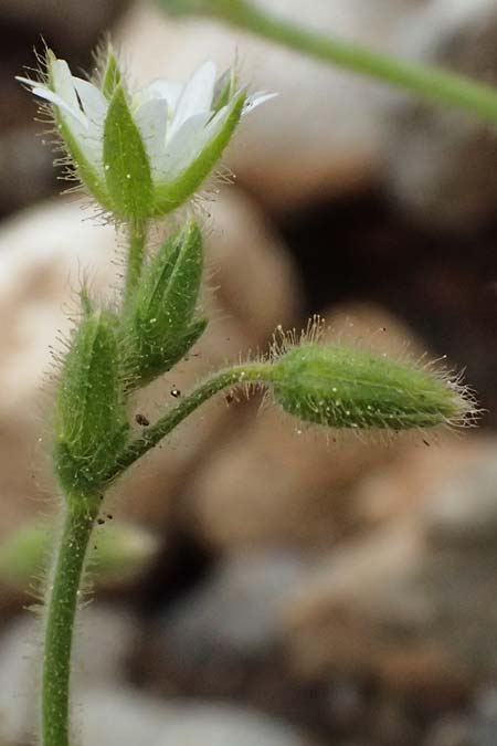 Cerastium brachypetalum subsp. roeseri \ R&ouml;sers Hornkraut / Roeser's Grey Mouse-Ear, GR Peloponnes, Chelmos 18.5.2024