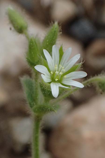 Cerastium brachypetalum subsp. roeseri \ R&ouml;sers Hornkraut / Roeser's Grey Mouse-Ear, GR Peloponnes, Chelmos 18.5.2024