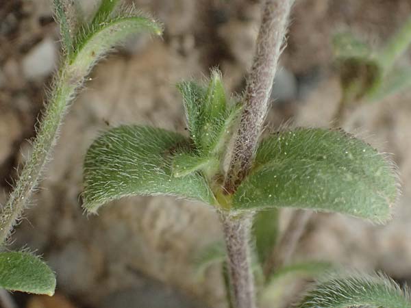 Cerastium brachypetalum subsp. roeseri \ R&ouml;sers Hornkraut / Roeser's Grey Mouse-Ear, GR Peloponnes, Chelmos 18.5.2024