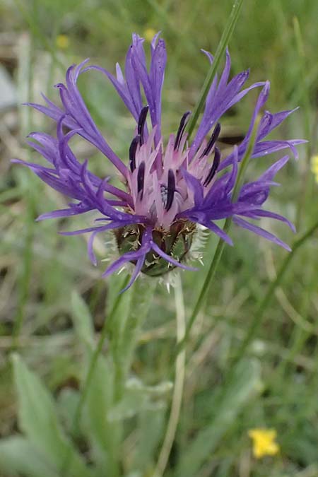 Centaurea pichleri \ Pichlers Flockenblume / Pichler's Knapweed, GR Peloponnes, Chelmos 18.5.2024