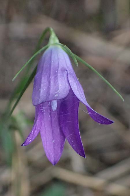 Campanula spatulata subsp. spatulata \ L&ouml;ffelf&ouml;rmige Glockenblume / Spoon-Shaped Bellflower, GR Peloponnes, Taygetos 27.5.2024