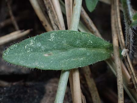 Campanula spatulata subsp. spatulata \ L&ouml;ffelf&ouml;rmige Glockenblume / Spoon-Shaped Bellflower, GR Peloponnes, Taygetos 27.5.2024