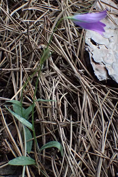 Campanula spatulata subsp. spatulata \ L&ouml;ffelf&ouml;rmige Glockenblume / Spoon-Shaped Bellflower, GR Peloponnes, Taygetos 27.5.2024