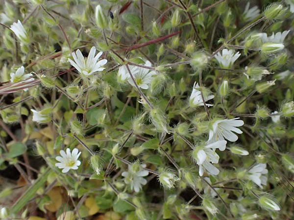 Cerastium brachypetalum subsp. atheniense \ Athener Hornkraut / Athens Mouse-Ear, GR Peloponnes, Taygetos 27.5.2024