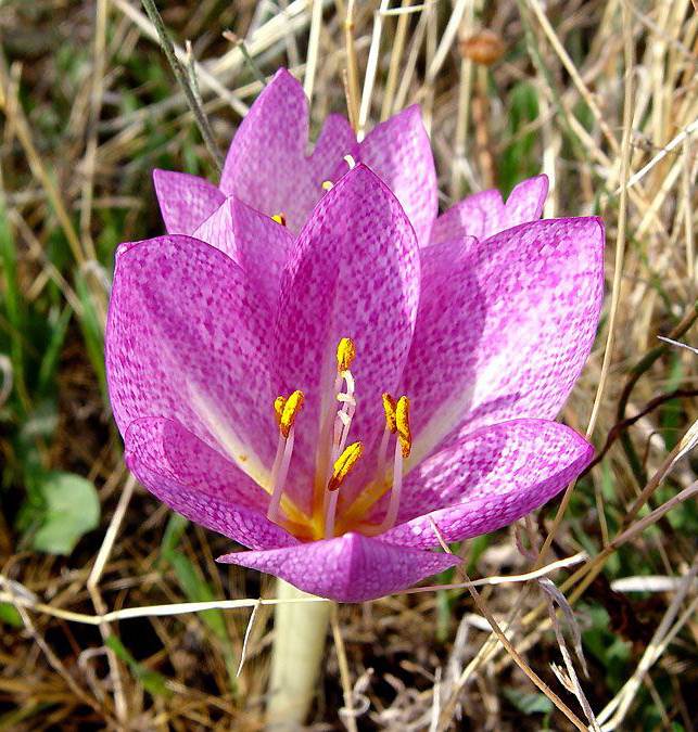 Colchicum bivonae \ Bivona-Zeitlose / False Autumn Crocus, GR Chalkidiki,  Cholomontas 10/2005 (Photo: Zissis Antonopoulos)