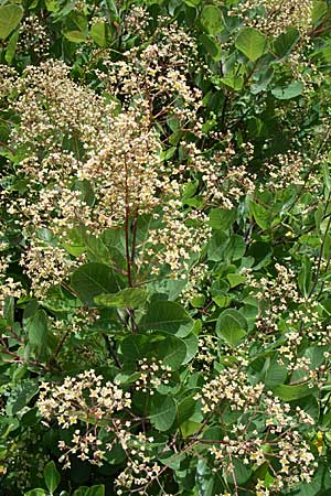 Cotinus coggygria \ Perckenstrauch / Smoke Tree, GR Parnitha 22.5.2008