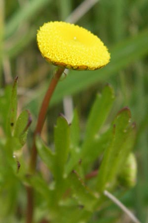 Cotula coronopifolia \ Krhenfublttrige Laugenblume / Common Brassbuttons, GR Peloponnes, Metochi-Kalogria 27.3.2013