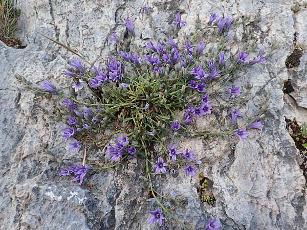 Campanula celsii subsp. celsii \ Cels' Glockenblume / Cels' Bellflower, GR Athen 10.4.2019