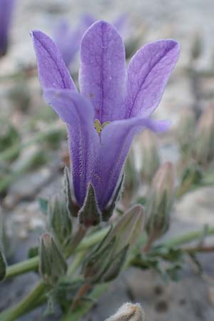 Campanula celsii subsp. celsii \ Cels' Glockenblume / Cels' Bellflower, GR Athen 10.4.2019