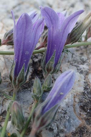 Campanula celsii subsp. celsii \ Cels' Glockenblume / Cels' Bellflower, GR Athen 10.4.2019