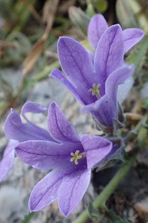 Campanula celsii subsp. celsii \ Cels' Glockenblume / Cels' Bellflower, GR Athen 10.4.2019